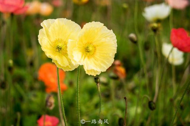 鲜花|广州二沙岛花开成海，这里没有围墙且免费开放，你去打卡了吗