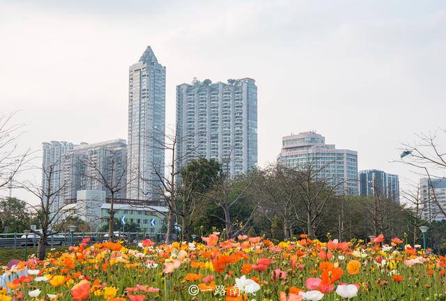 鲜花|广州二沙岛花开成海，这里没有围墙且免费开放，你去打卡了吗