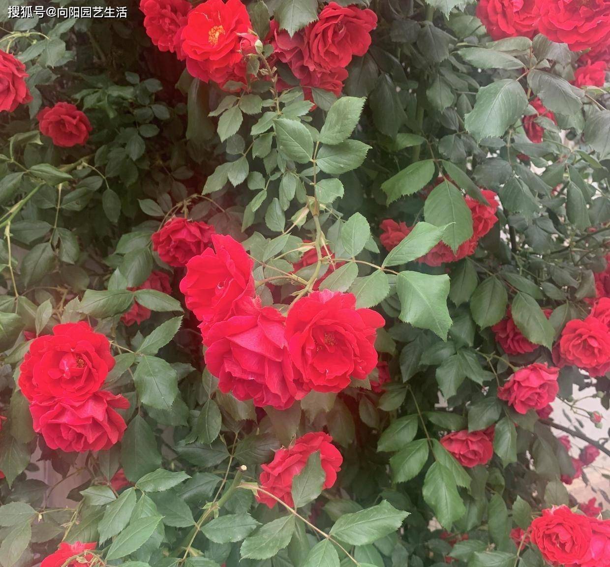 大哥图省钱 给蔷薇浇 金汁 如今长到2层楼高 花开上万朵 肥料 粪便 月季花