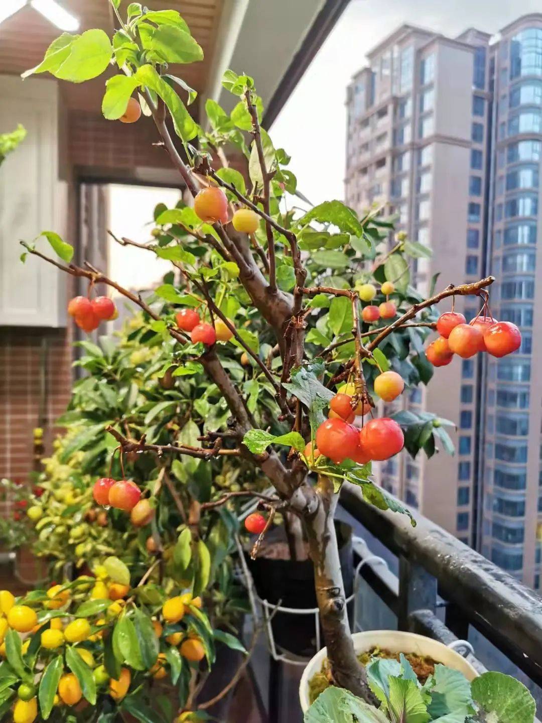 海妈花园拜访 | 她的北阳台花园,被央视、中国之声等70多家媒体报道_echo_鱼缸_管道