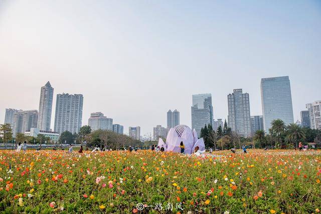 鲜花|广州二沙岛花开成海，这里没有围墙且免费开放，你去打卡了吗