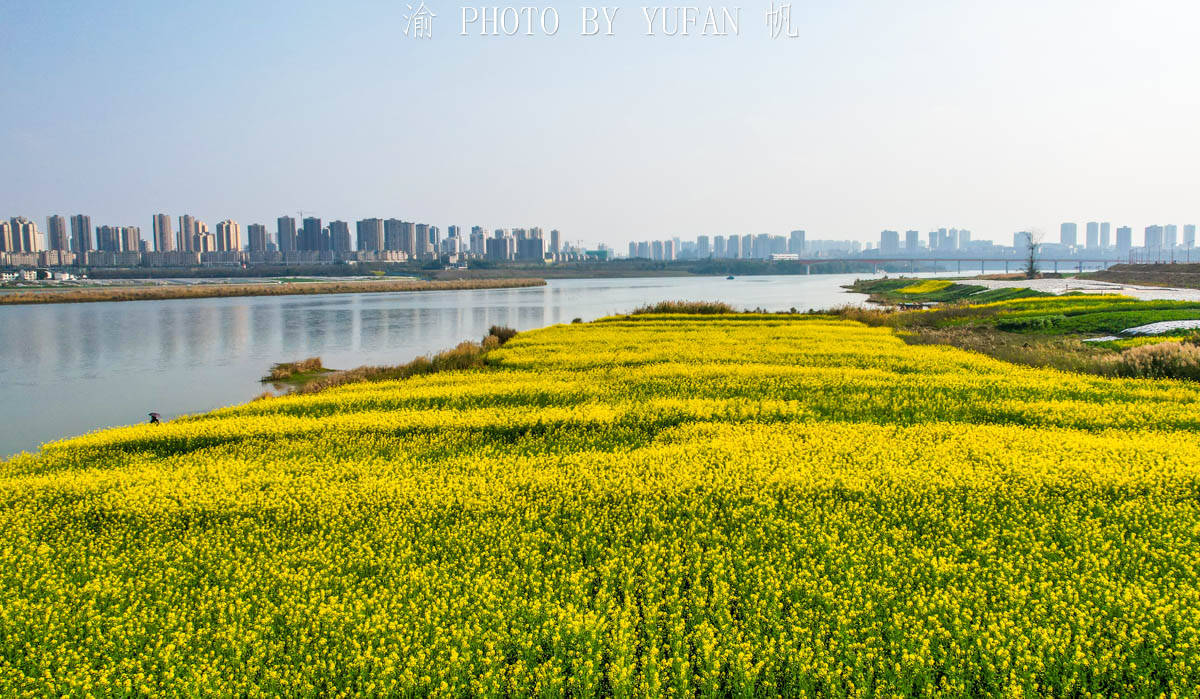 潼南|中国最美的城市油菜花海，花已开好遍地流金，免费开放，就在重庆