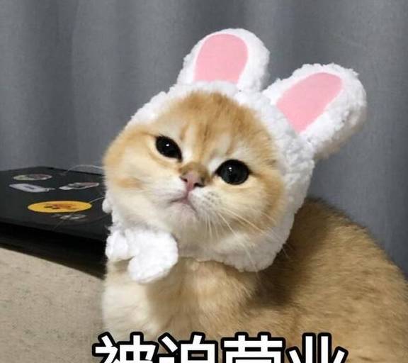 12c5cf92474549c4baefc71968e09faa.jpeg