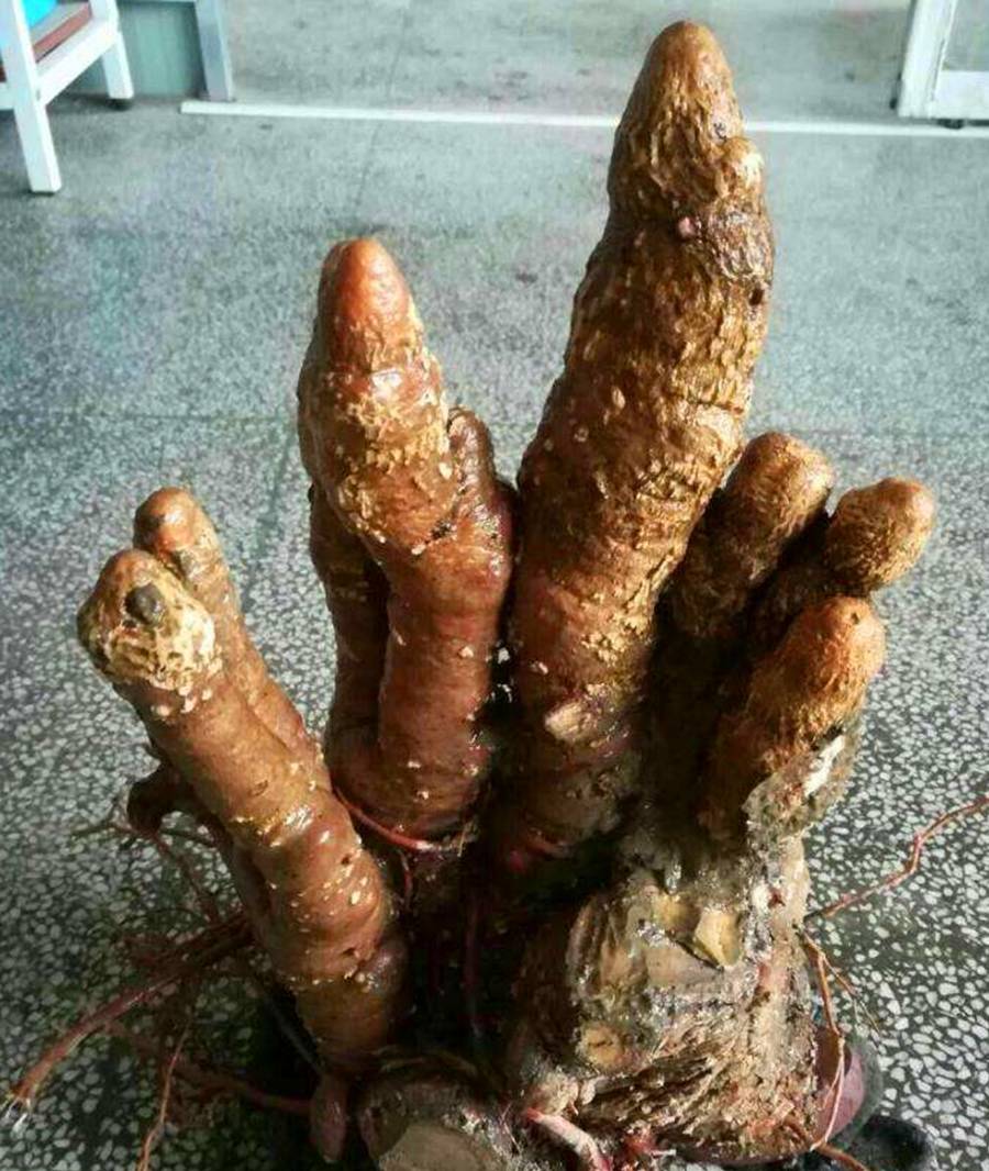 笋什么时候发芽 209a4ac31da546c3a48324ee0b97b1cf.jpeg