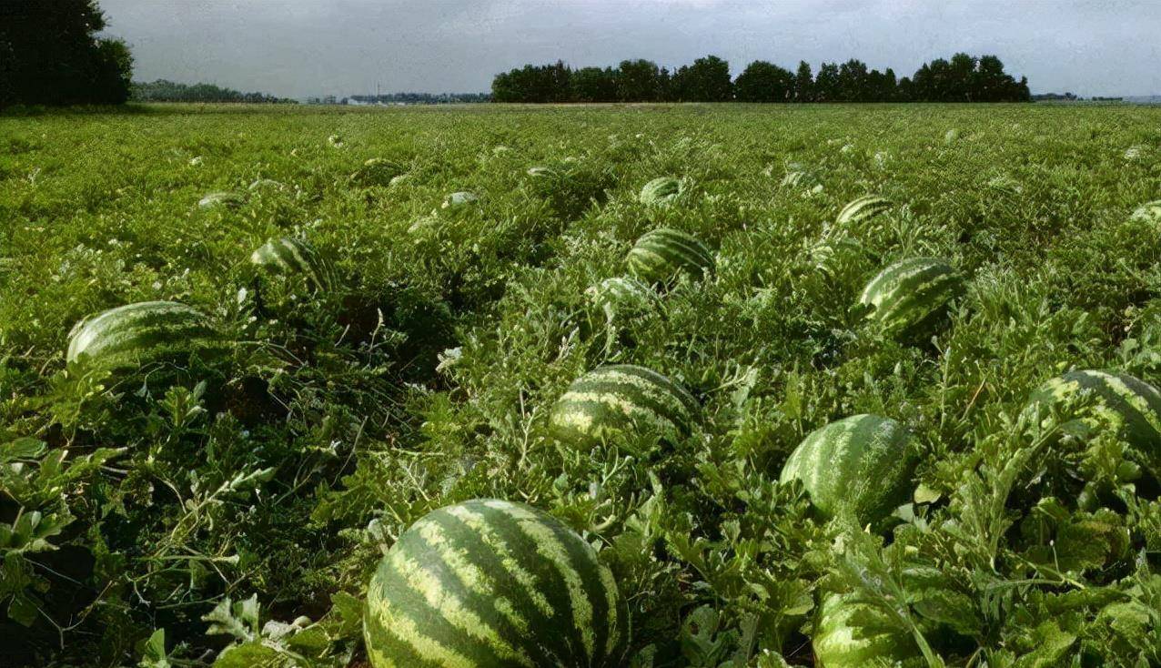 见到天子肯定是要行礼的在侍卫的眼中,乾隆一行人走到瓜地旁边,寻了一