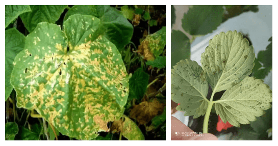 酵素农业技术:酵素菌肥在细菌性角斑病病害防治上的应用_农作物_进行