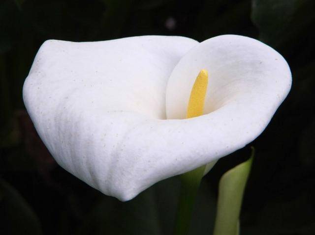 明天3月7日生肖猪 生肖牛 生肖猪 生肖猴运势爆好 钱运 好运 工作