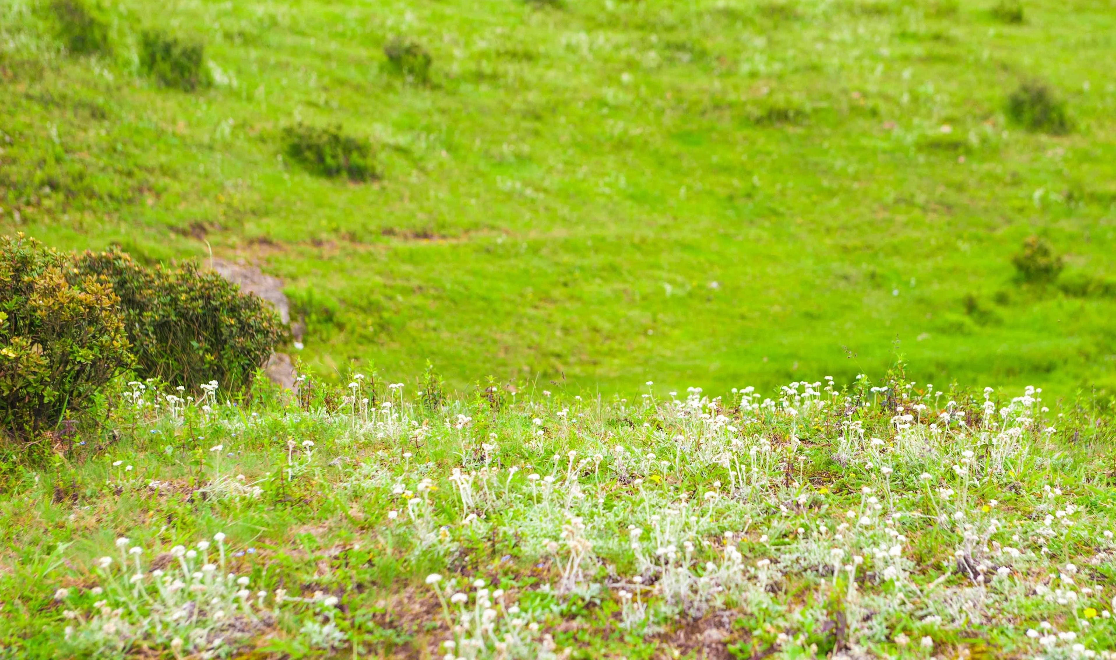 原创我国西南面积最大的高原草地之一夏季在这里避暑必须要穿长袖