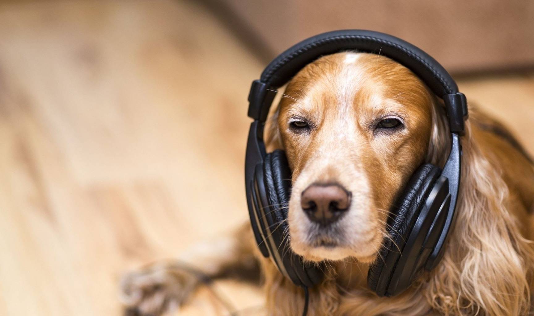 习惯|养狗之后的15个改变,可能你都没注意到,小编给你总结了一下