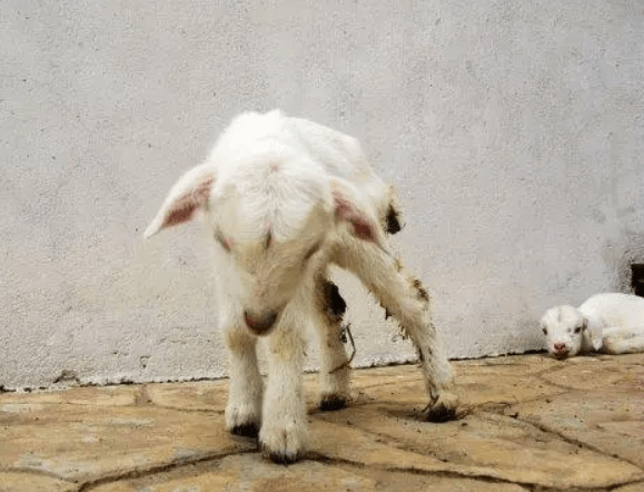 羔羊拉稀怎么治好得快羔羊腹泻的原因与治疗方案