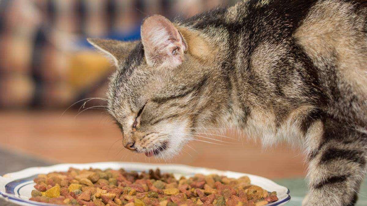 什么|貓咪零食紅黑榜｜看看你選對了沒有？