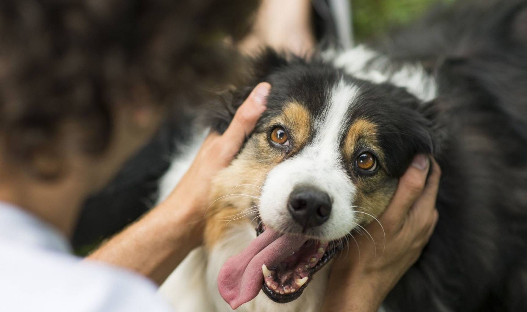 习惯|养狗之后的15个改变,可能你都没注意到,小编给你总结了一下