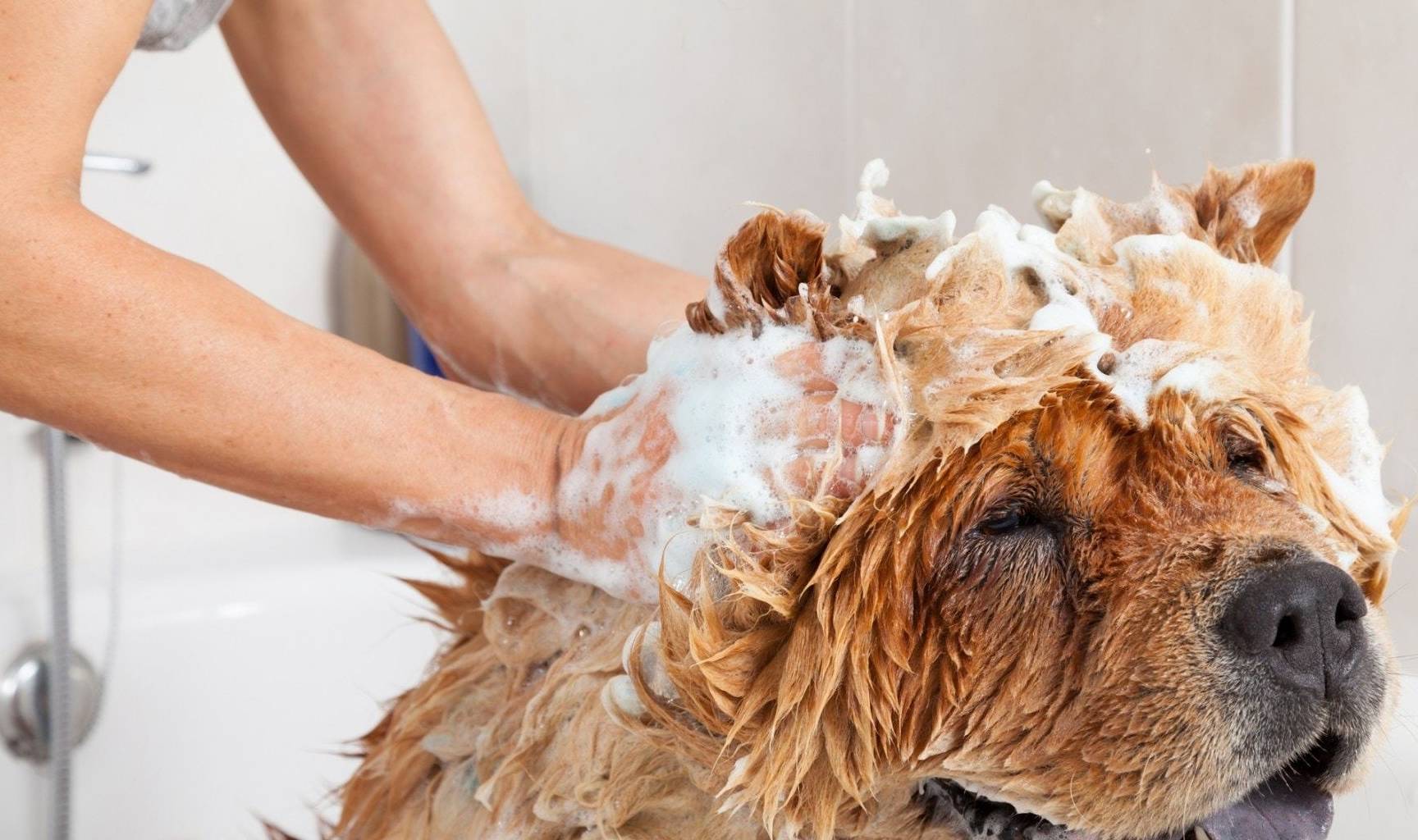 习惯|养狗之后的15个改变,可能你都没注意到,小编给你总结了一下