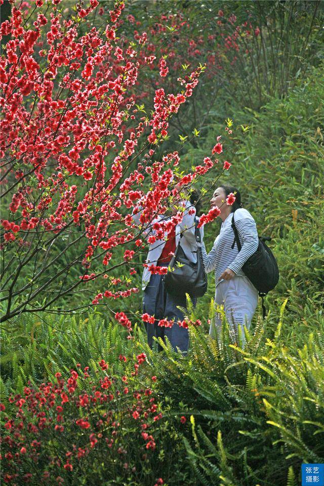 桃花|赏桃花何须远行，桃花故里最仙境，广州白云山桃花涧让人流连忘返