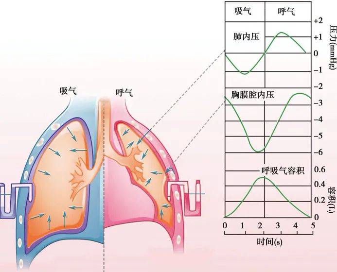 主要由膈肌完成的呼吸運動稱腹式呼吸,主要由肋間外肌完成的呼吸運動