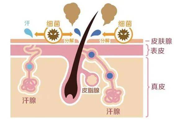 汗腺导管图片