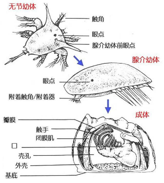 藤壶内部构造图片