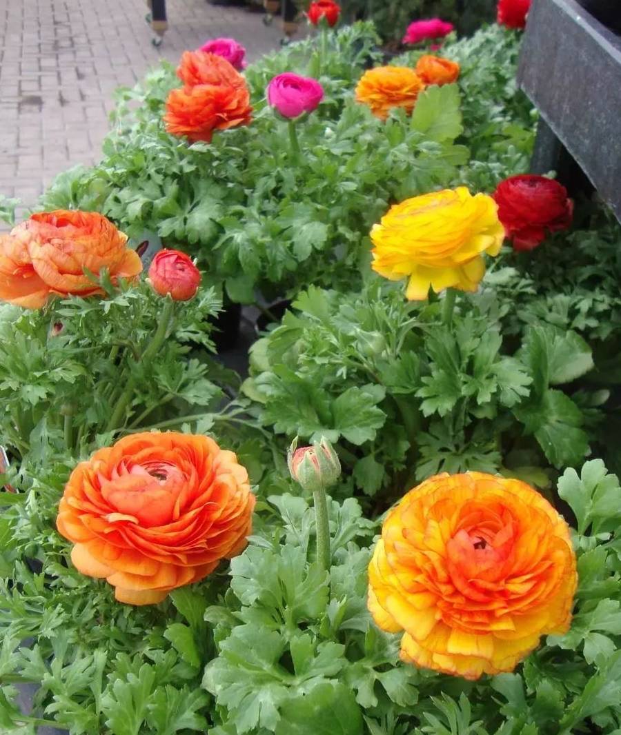 洋牡丹的花朵枯萎后就扔掉可惜了 教你正确处理 来年能重新开花 土壤 补充 球茎