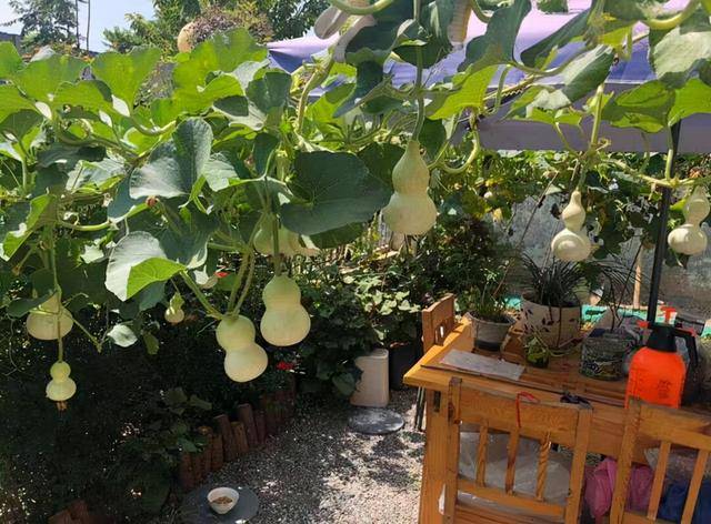 原创盆栽小葫芦一盆能结几十个福禄满阳台越小越值钱