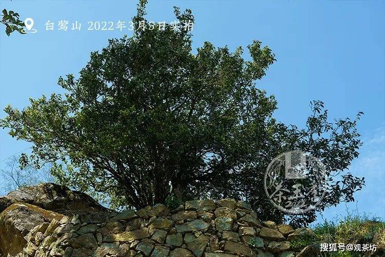 2022年观茶坊茶王季白莺山古树群落大单株签约成功