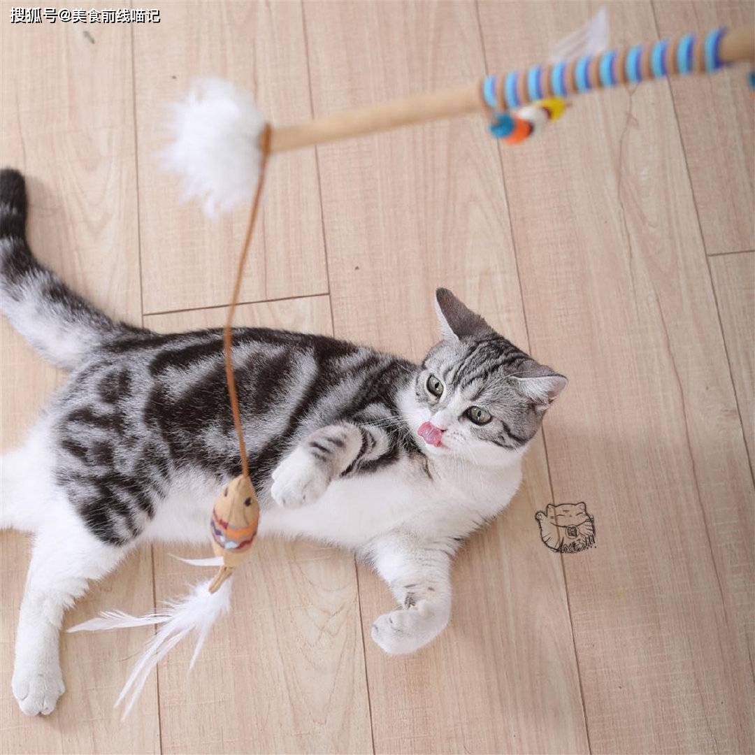 逗猫棒正确使用指南_猎物_猫咪_主子