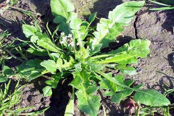 食谱|春天野菜赛黄金，这几种野菜好吃又养生，你尝过吗？（内附食谱）