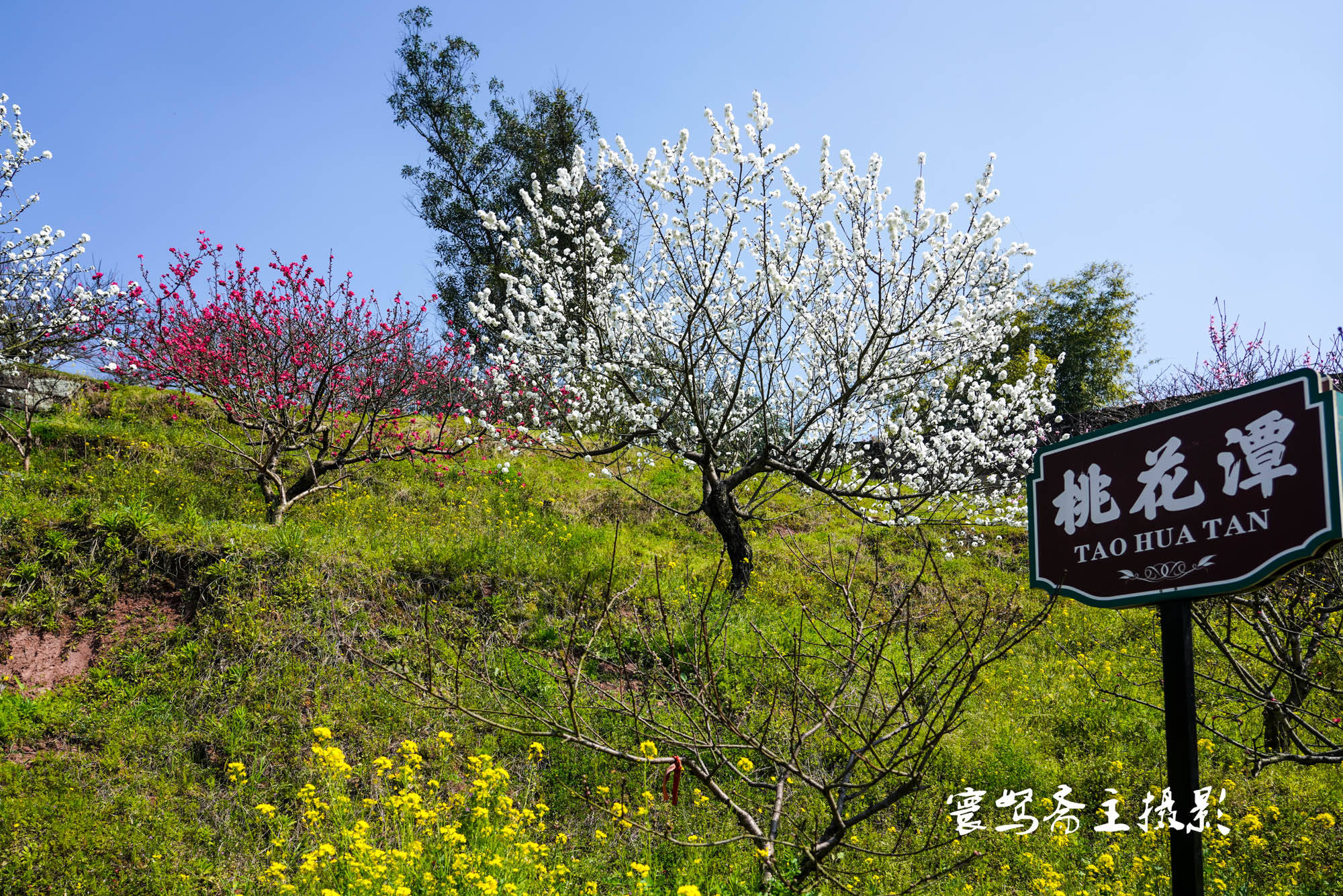 桃花|推荐个重庆近郊春游踏青的好去处，永川这三面环水的圣水湖桃花岛