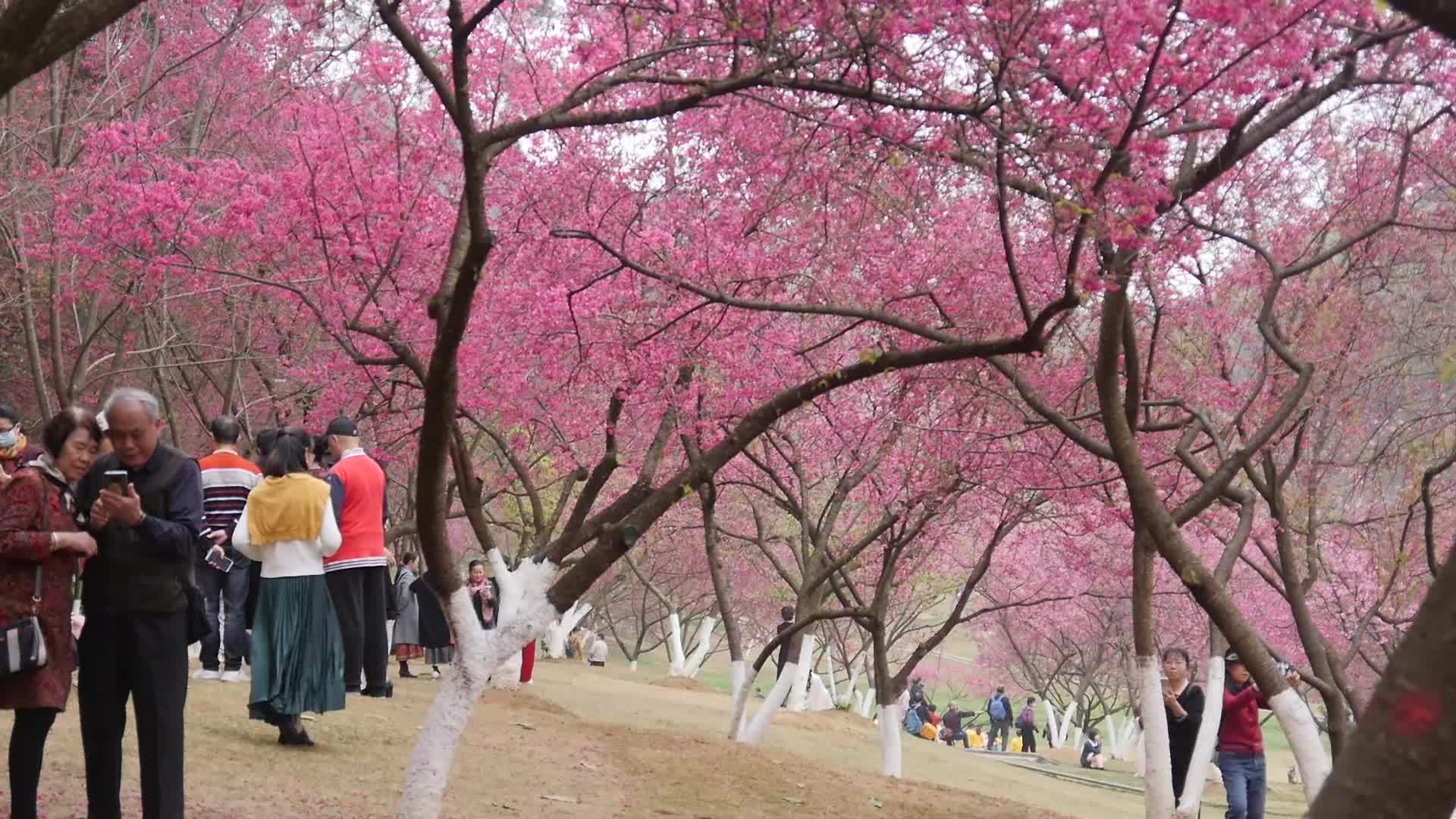 石门国家森林公园樱花图片