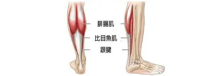 腓肠肌步态图片