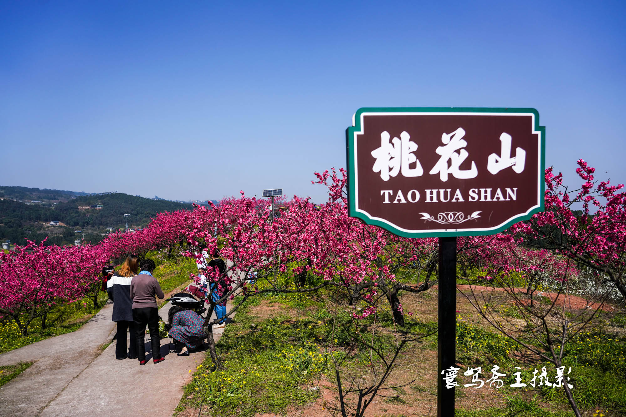 桃花|推荐个重庆近郊春游踏青的好去处，永川这三面环水的圣水湖桃花岛