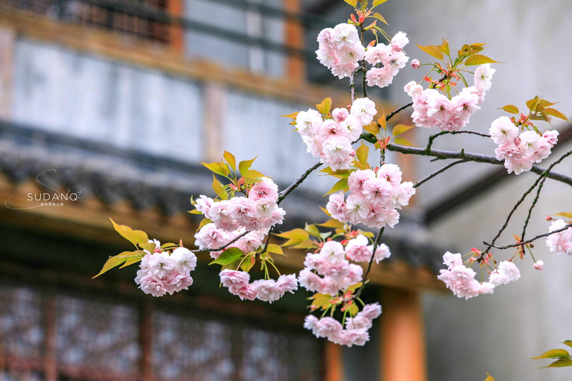 青春波纹樱花图片