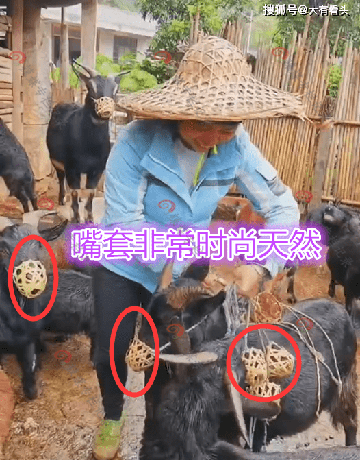 养羊人给山羊戴口罩,时尚安全无污染,网友:爱狗人士学着点_文明_大妈