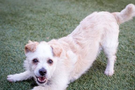 别用人类的想法解读狗狗 狗狗有它的应对方法 你理解这些行为吗 主人 缓冲 时候