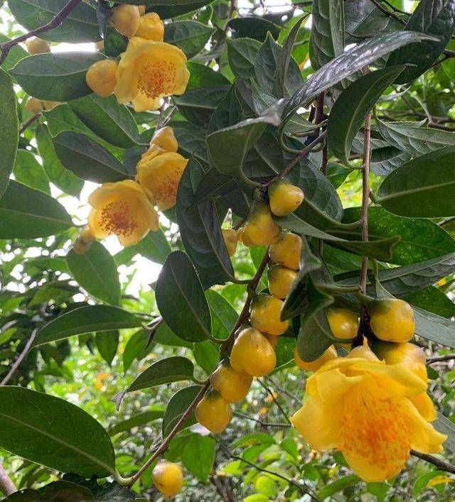 是中国古代著名的医学专家,他曾走遍全国各地,为的就是找到一株金山茶