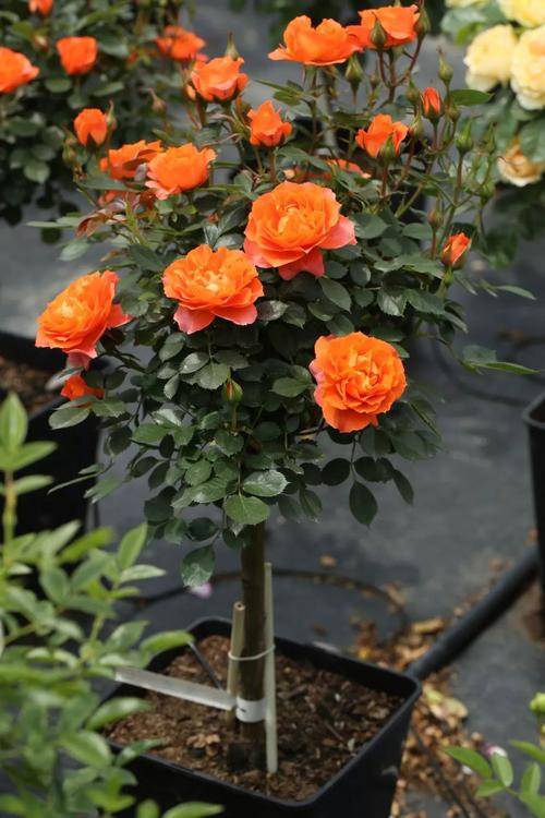 开花最大的月季是什么品种 c25ebab191d44c4ba79db5428ac01b12.jpeg