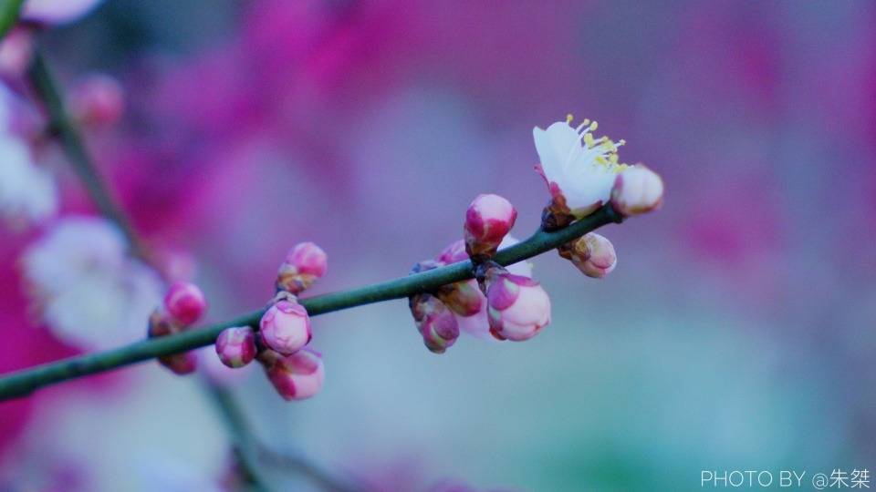 桃花|不负好春光，亲测推荐家乡淮南最美春景，错过要再等一年