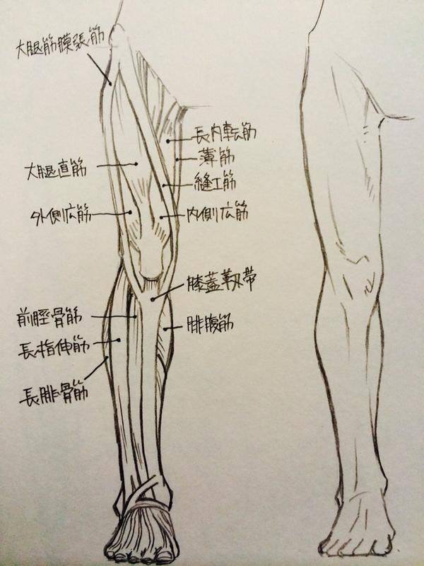 不同角度的腿部肌肉画法教学!