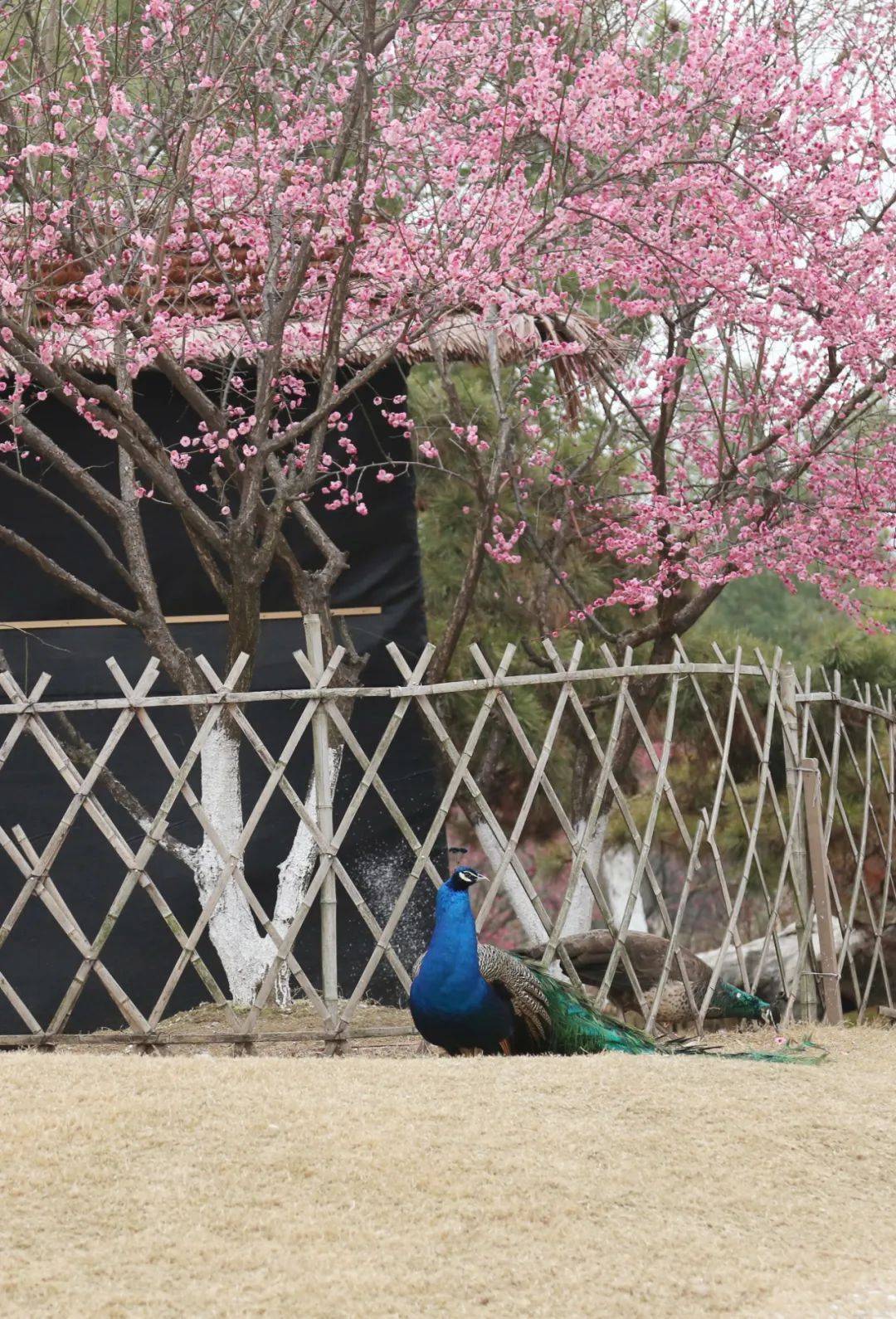孔雀群飞,孔雀觅食的壮观场面,聆听孔雀高傲的叫声,享受大自然所赐的"