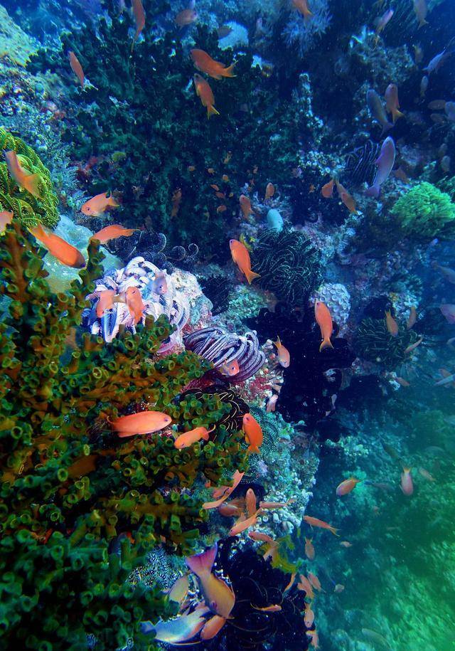 科幻纪录片探索宇宙,《宇宙创世论》9,奥陶纪物种大灭绝!