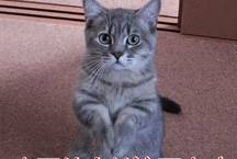 方法|狗狗犯错总不改?学会这5个方法,很有成效