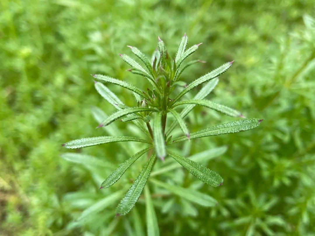 但煮水可就厲害了,利尿消腫,值得你瞭解_科拉拉_野菜_農田