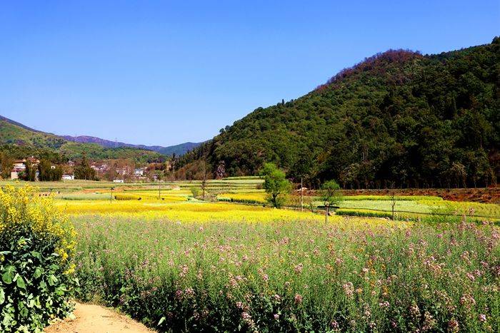 昆明|带您走进昆明安宁甸中村彩色油菜花田