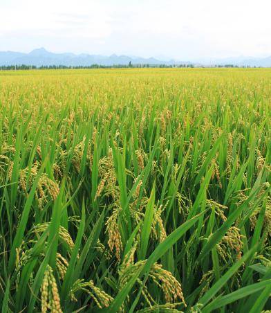 网评最好吃的6种大米颗粒饱满香味浓郁有你家乡的吗