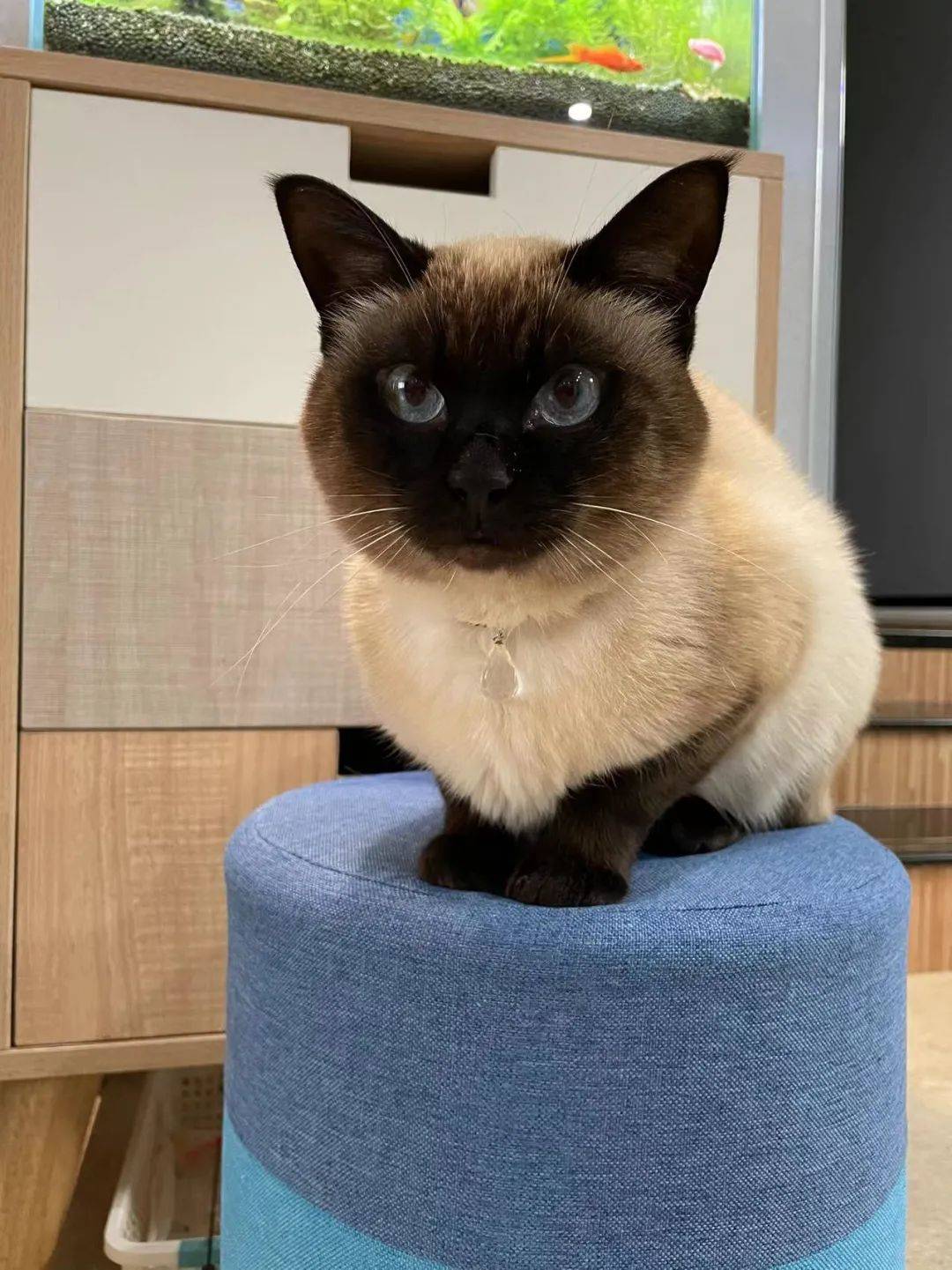 暹罗猫变色实录从小白富美长大非要去挖煤