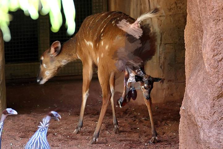 原創人類生娃撕心裂肺疼痛10級動物分娩卻很順滑區別為啥這麼大