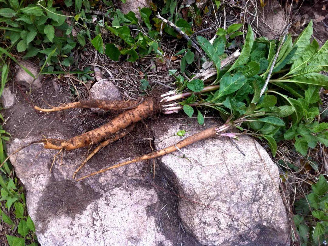 农村这种野草,根似人参,价值很高,煮水消肿除脚气,但全株有毒_商陆