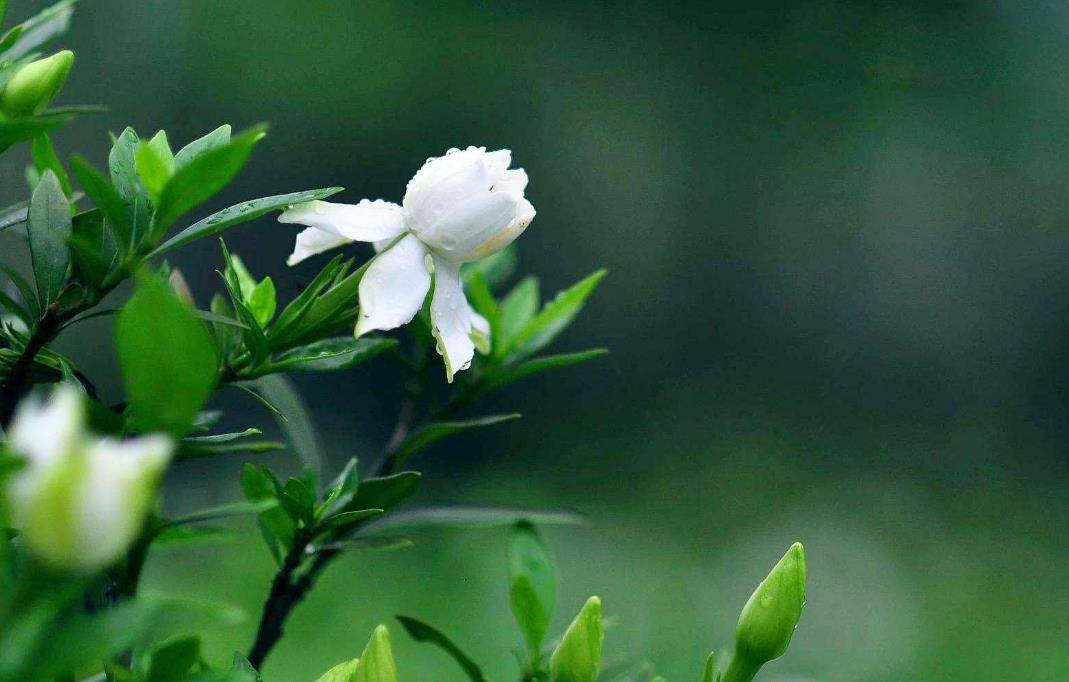 养花就选几种 花形妖娆 四季花开锦绣 好看艳丽 是一种 乐趣 虹膜