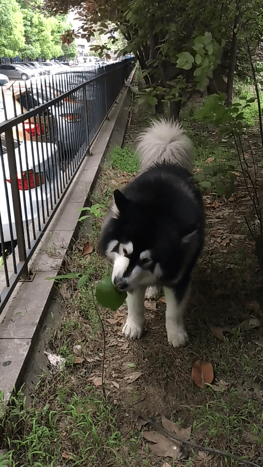 原创狗子竟吃烟叶难道狗狗烟瘾很大不过不管怎么说主人是排第一