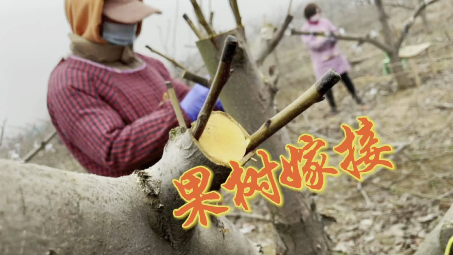 春季果树常用的嫁接方法简单易活成活率100