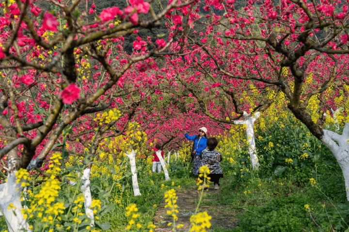 乡村|产业转型，延长产业链条，赏花游升级—— “赏花经济”美了乡村富了农民